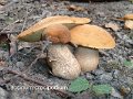 Leccinellum crocipodium-amf298